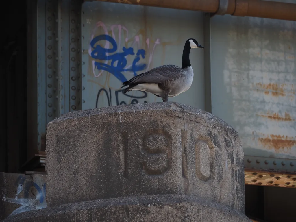 a canada goose standing on a concrete pillar