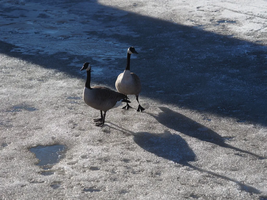 geese walking on a frozen river