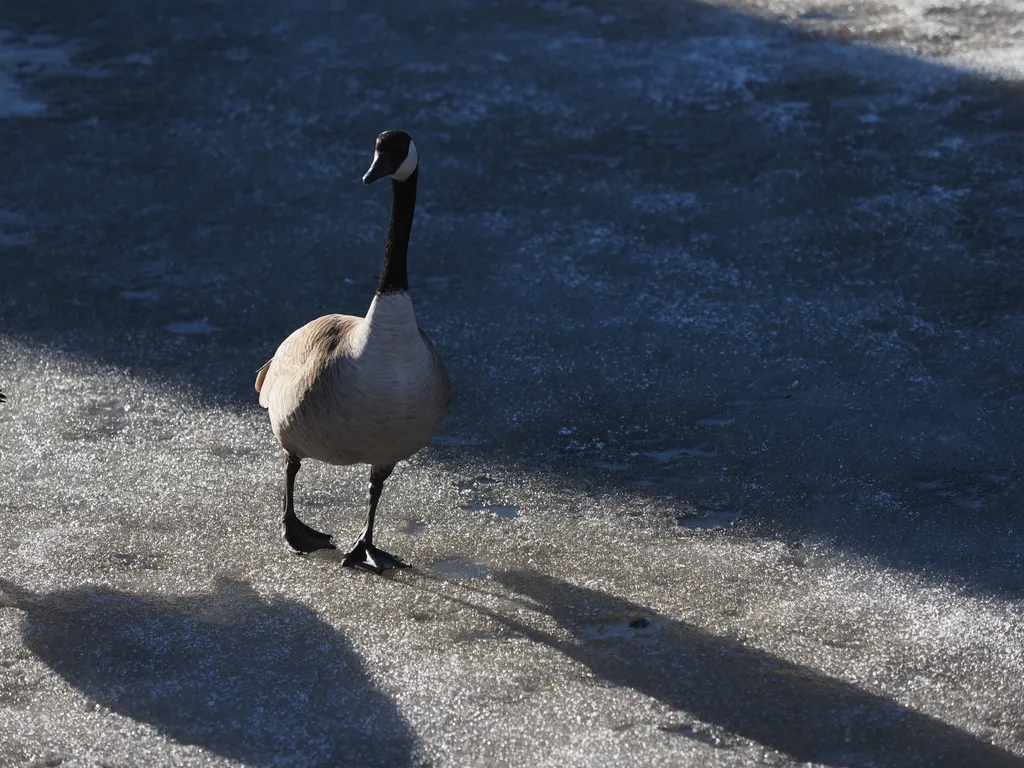 geese walking on a frozen river