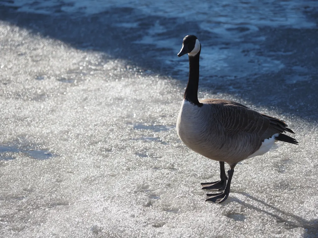 geese walking on a frozen river