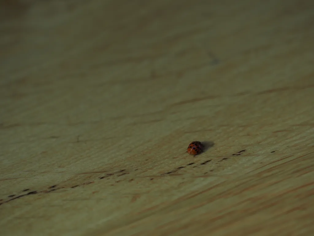 a lone ladybug on a table