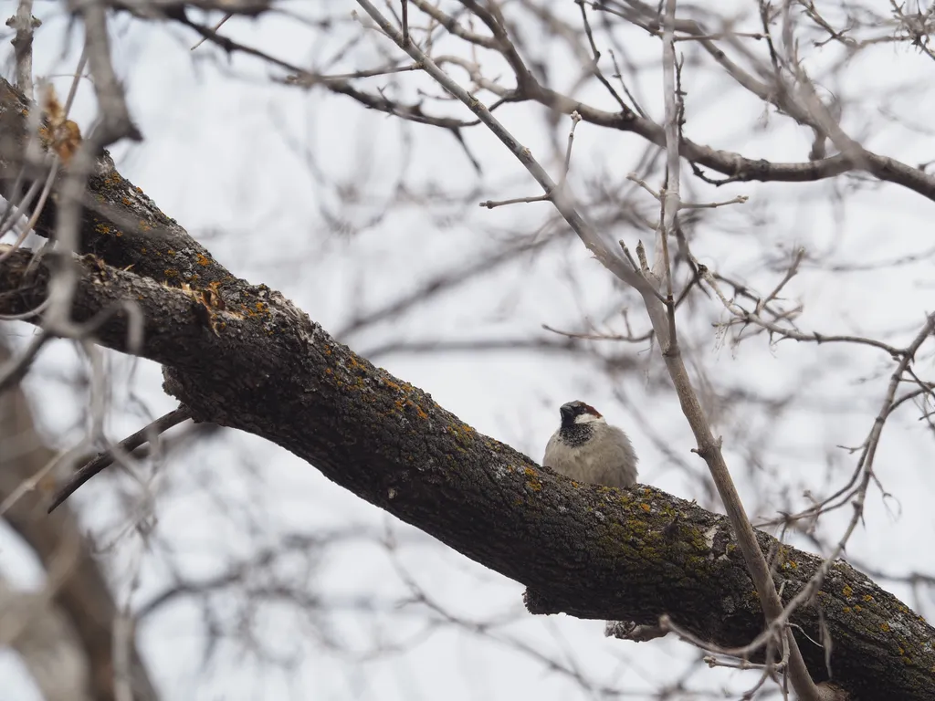 a sparrow in a tree