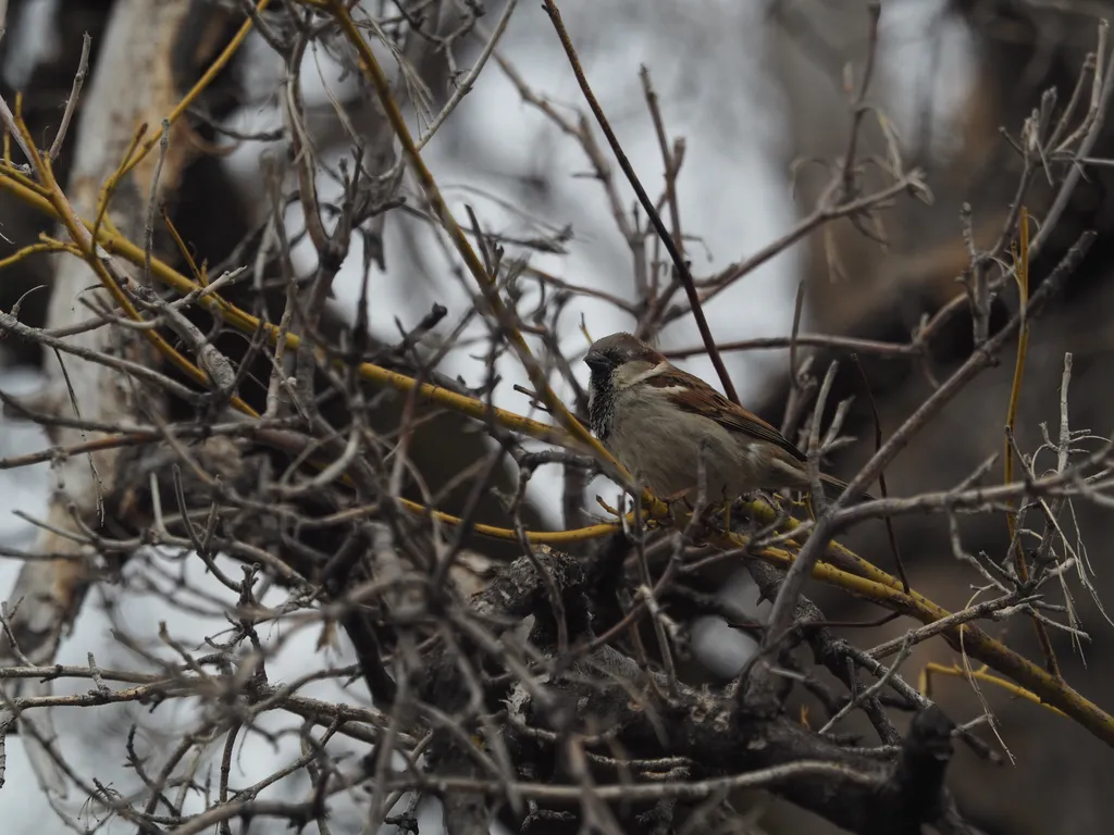 a sparrow in a tree