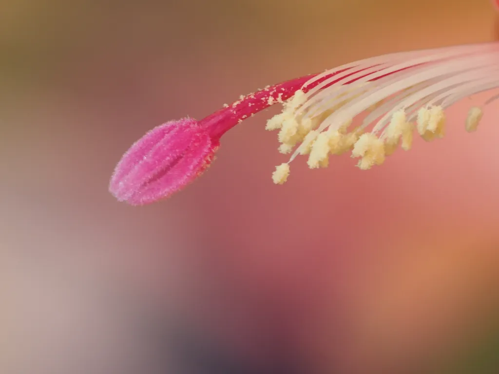 the tip of a christmas cactus flower