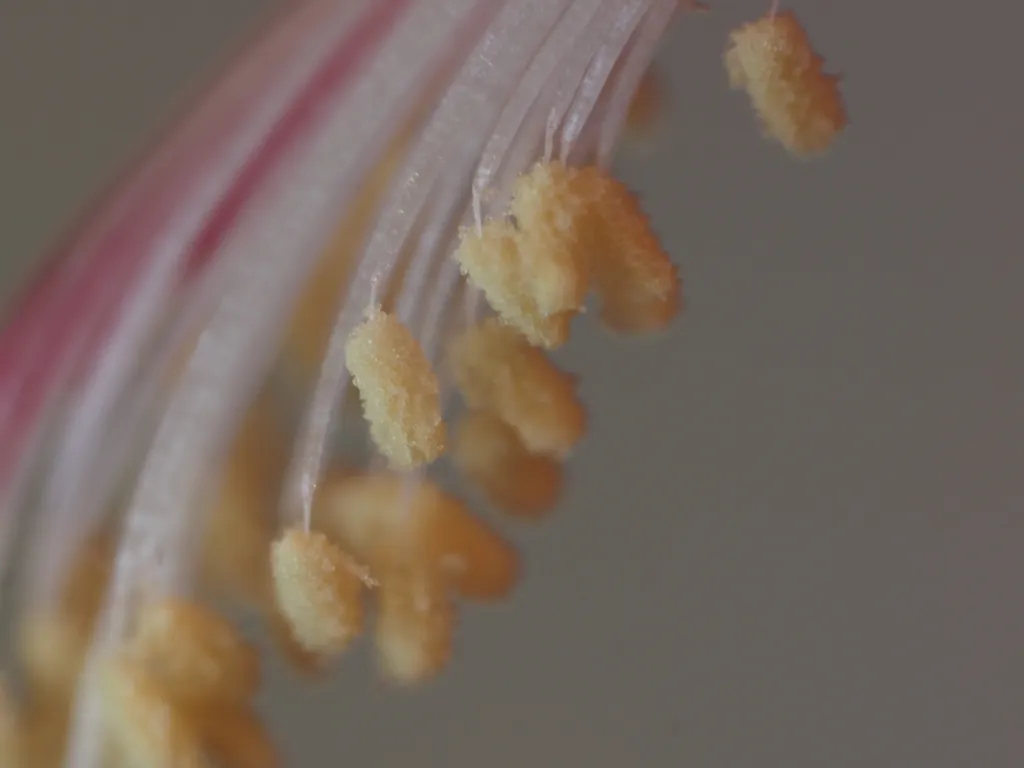 the tip of a christmas cactus flower