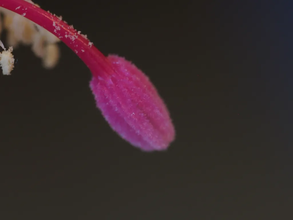 the tip of a christmas cactus flower