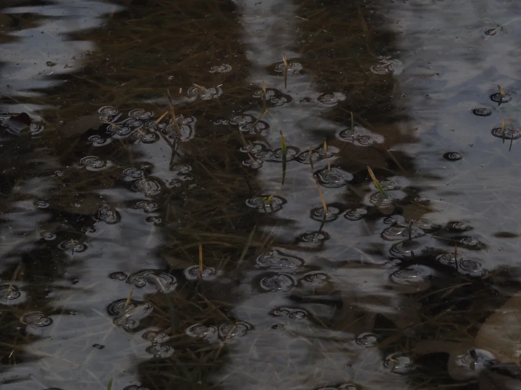 grass poking out of a puddle in a field