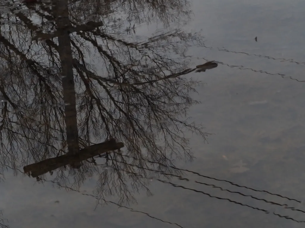 power lines and trees reflected in a puddle