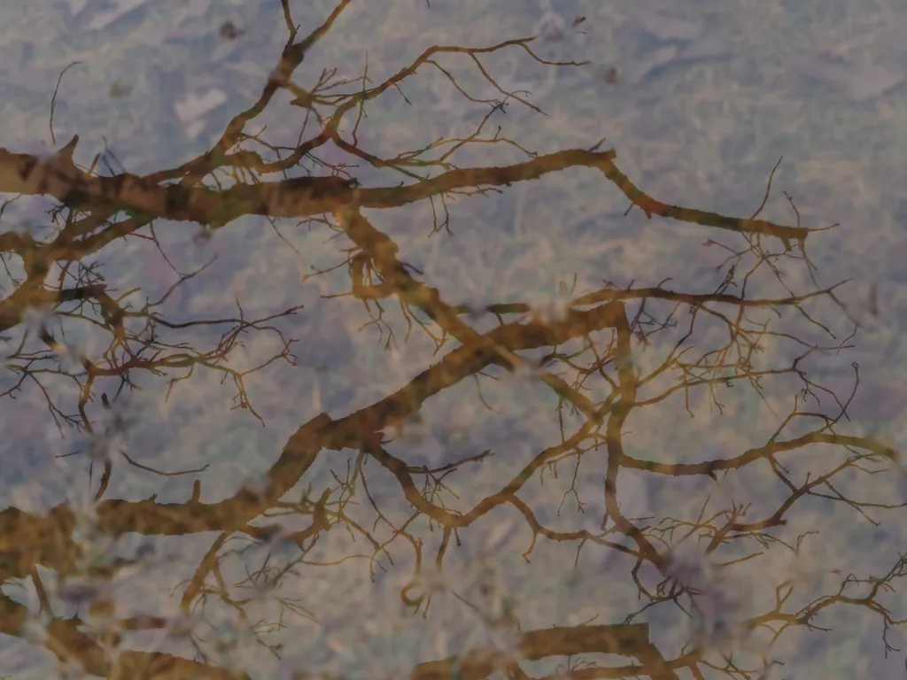 trees reflected in a puddle