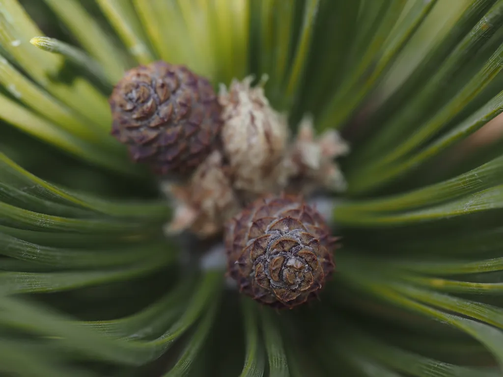 pine cones growing on a branch