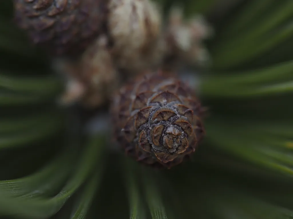 pine cones growing on a branch