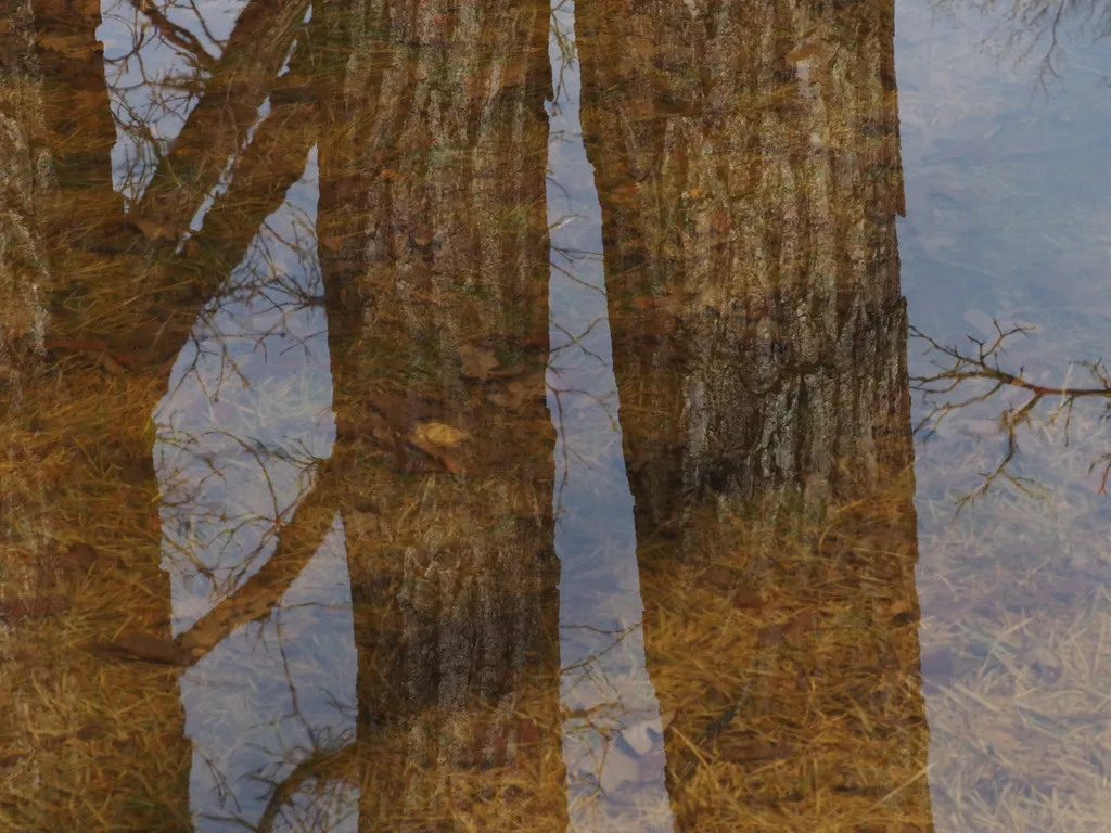 trees reflected in water