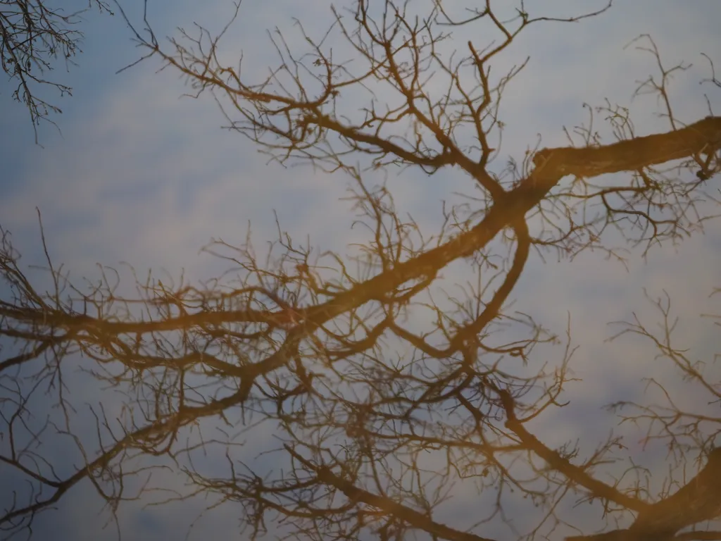 branches reflected in a puddle