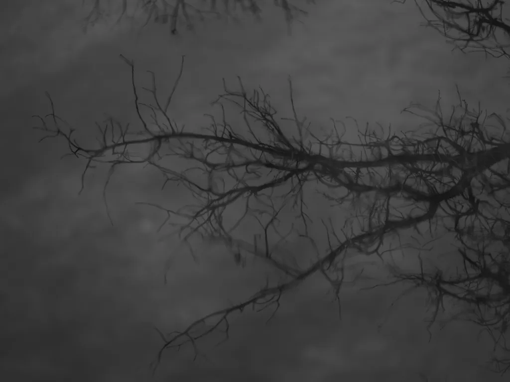 branches reflected in a puddle