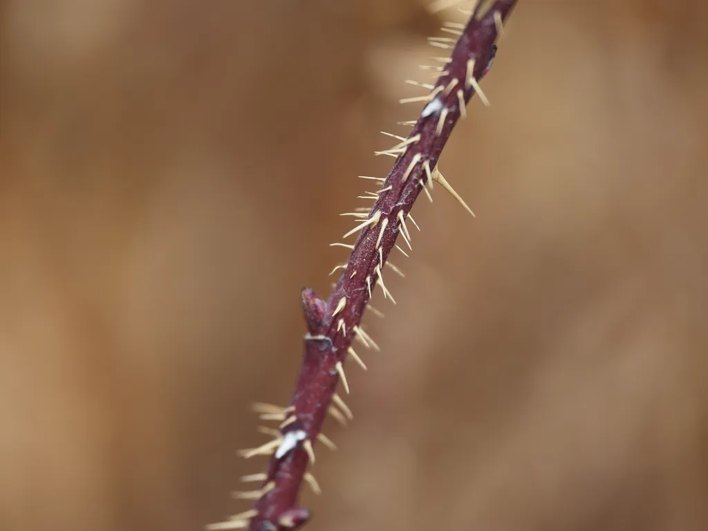 a thorny branch