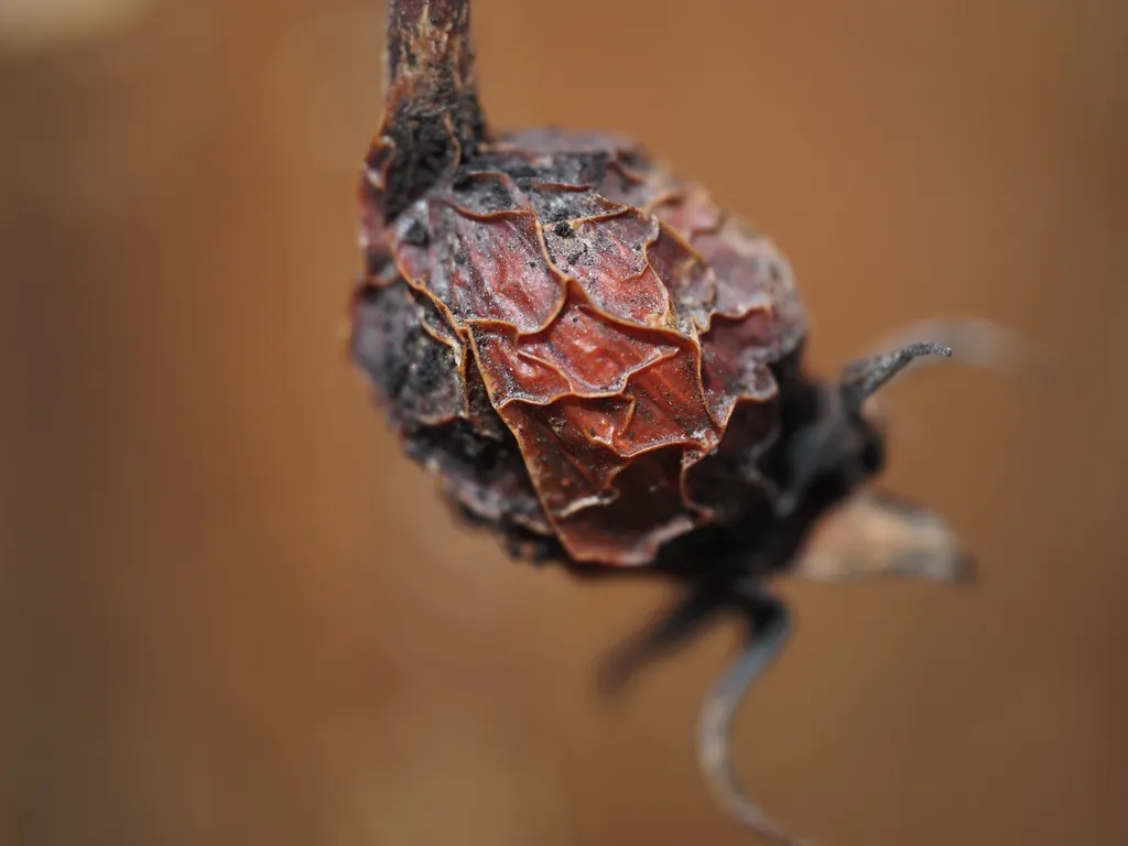 a dried berry on a vine (or possibly a flower?)