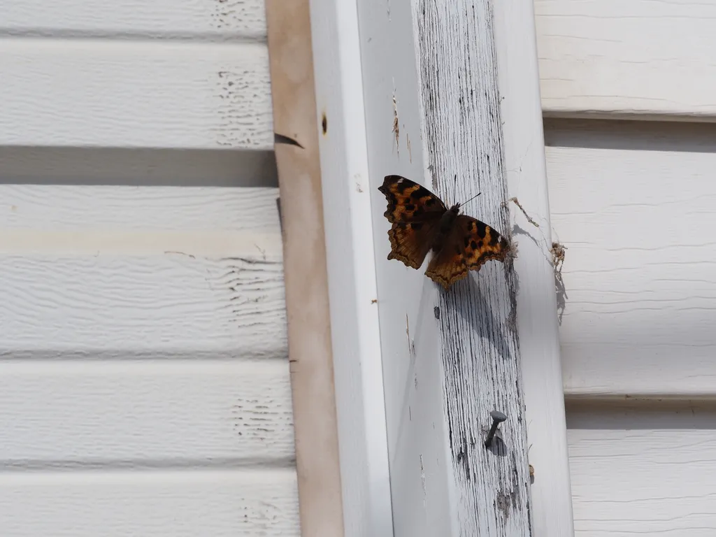 a butterfly on a wall