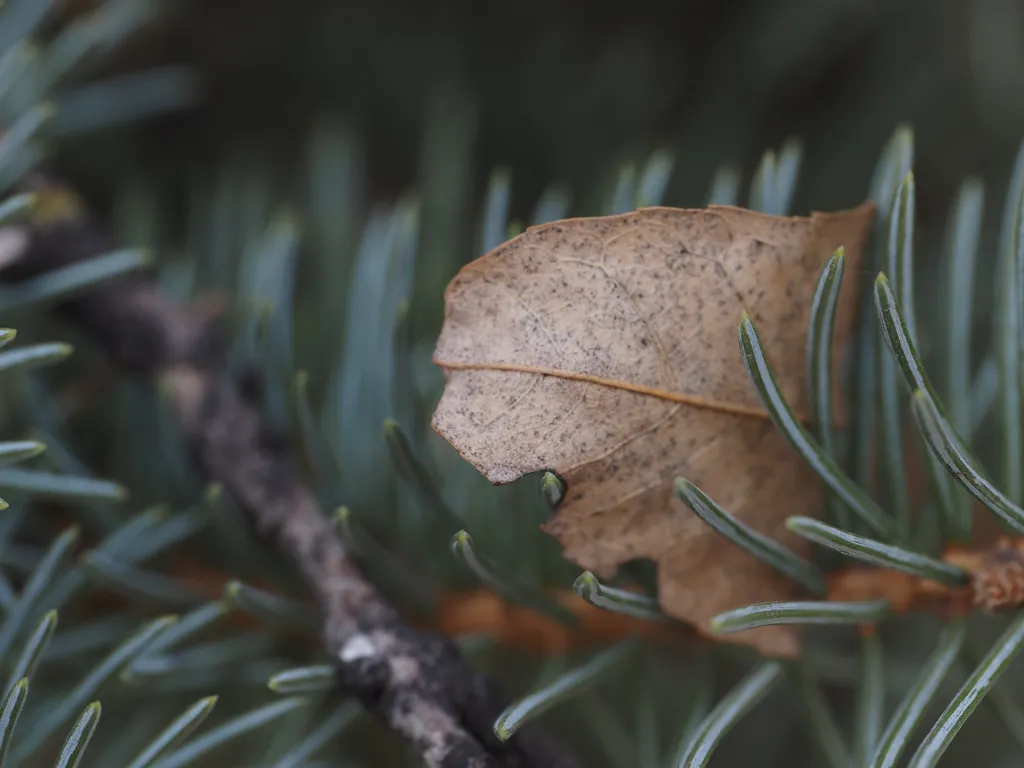 a fallen leaf caught in a pine branch