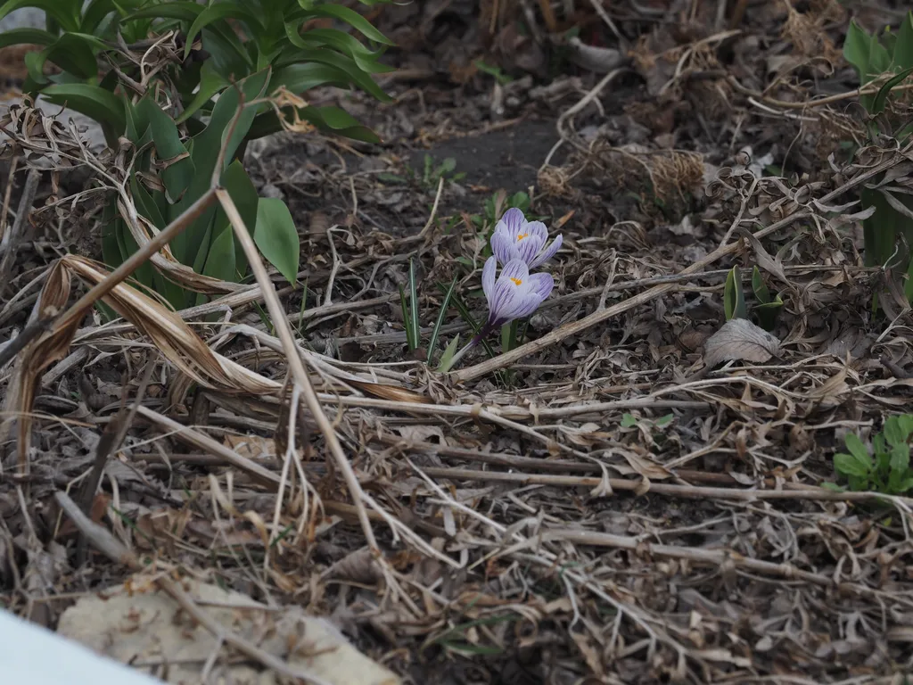 purple flowers growing in a garden