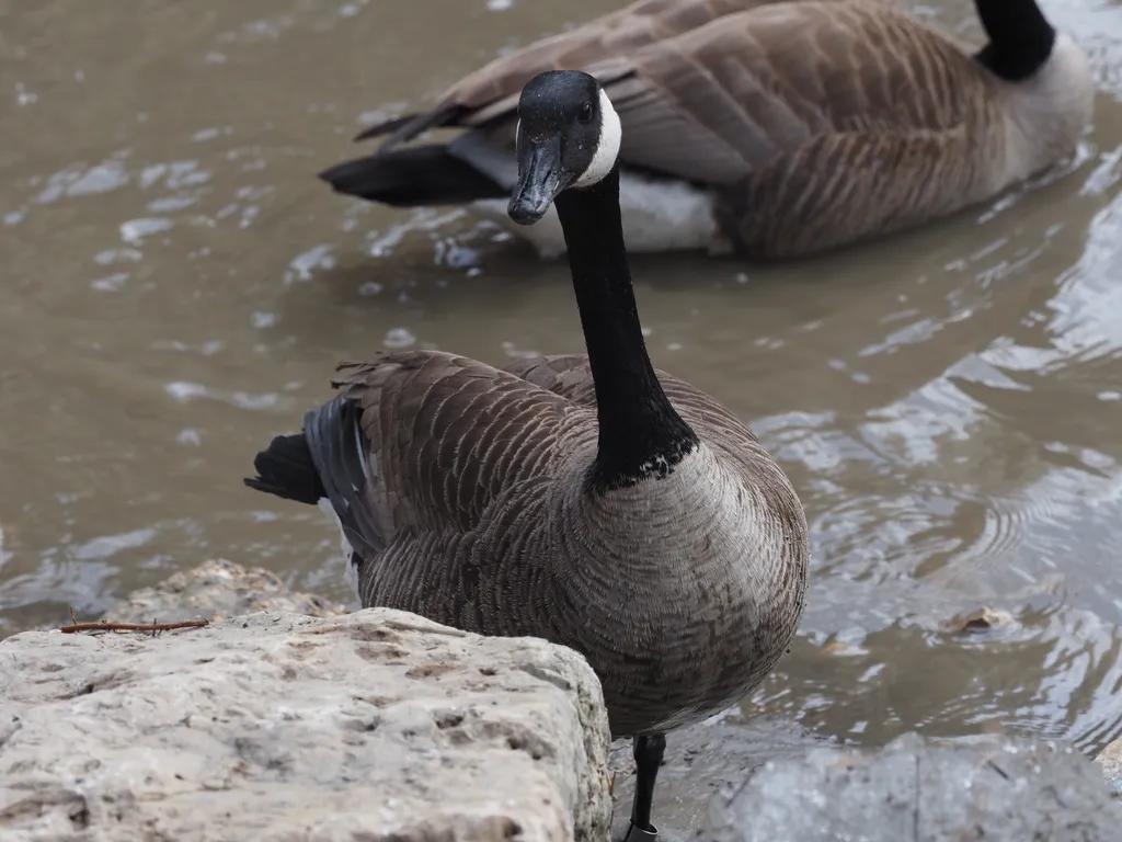 a pair of canada geese