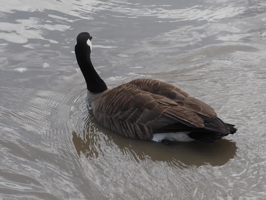 a goose swimming away from camera