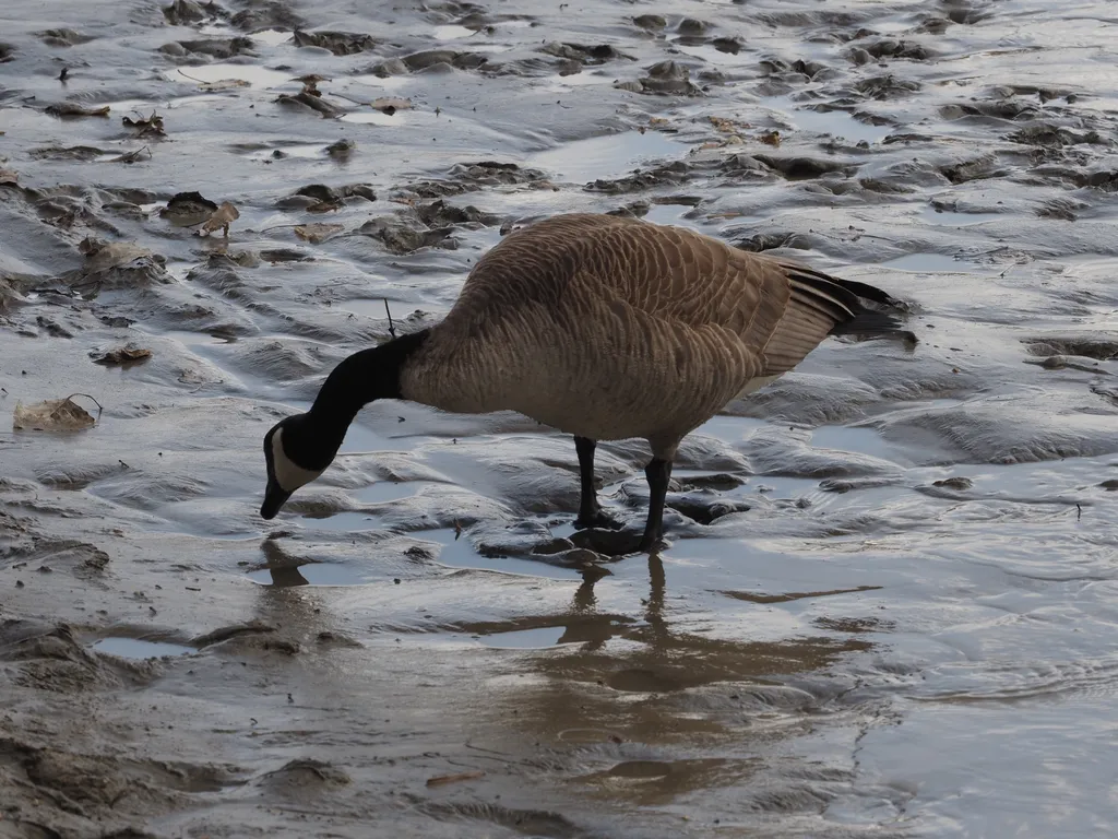 a goose standing on a muddy shore