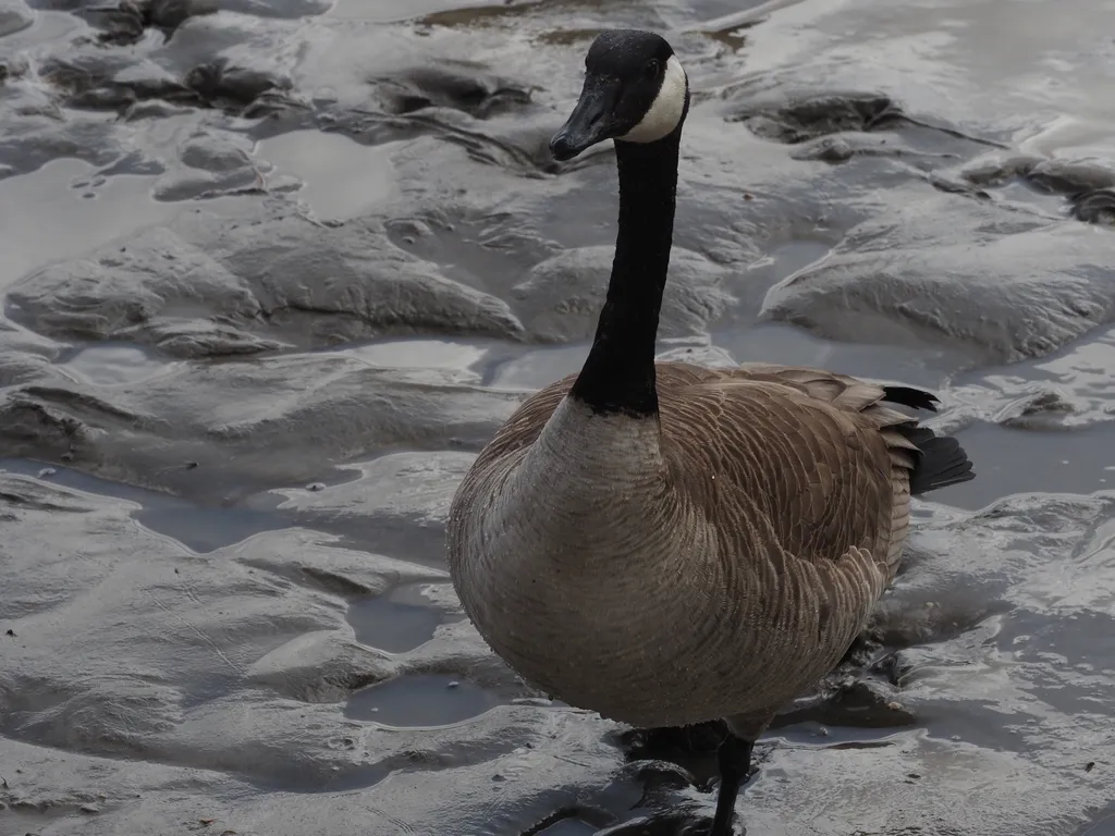 a goose standing on a muddy shore