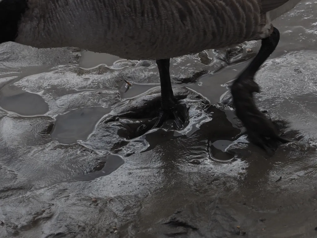 a goose foot sinking into a muddy shore