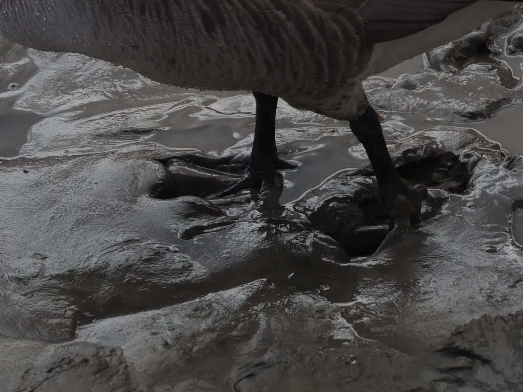 a goose foot sinking into a muddy shore