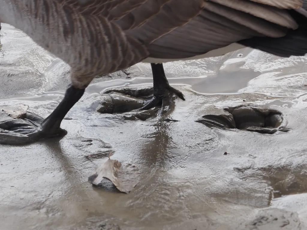 a goose leaving footprints ina muddy shore