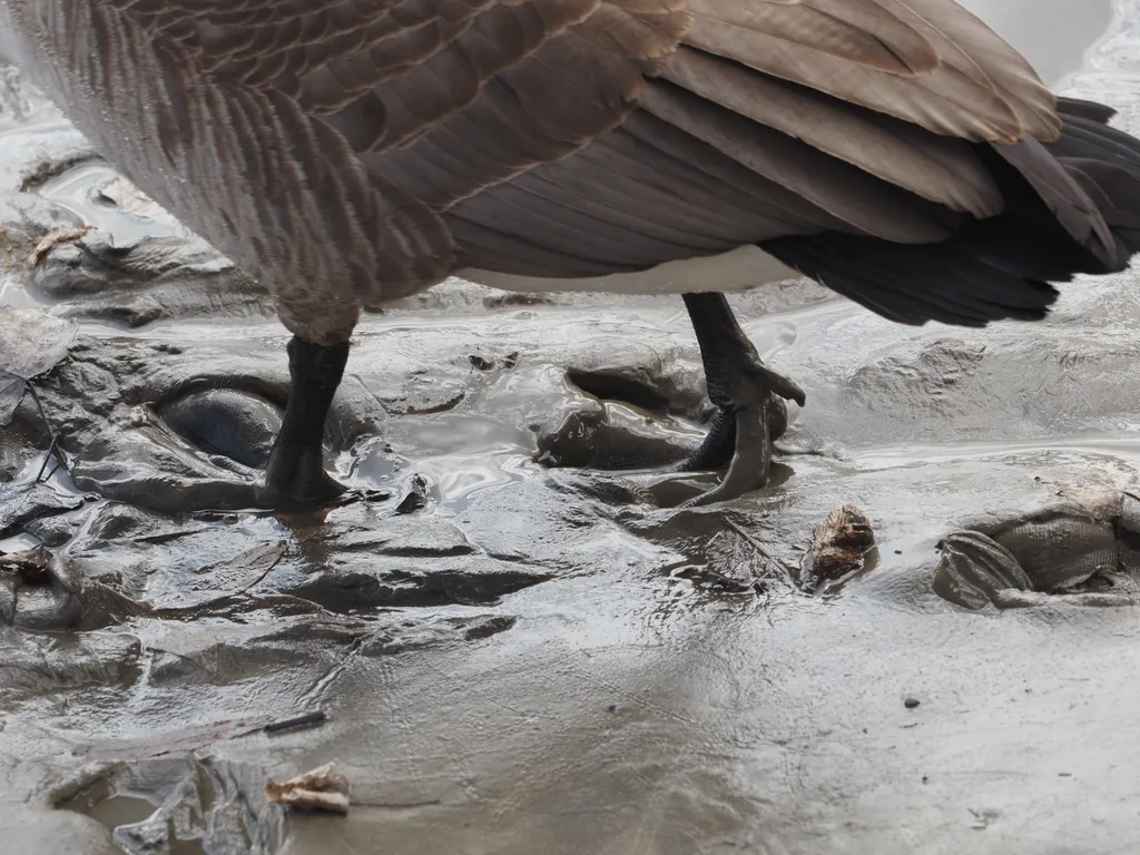 a goose leaving footprints ina muddy shore