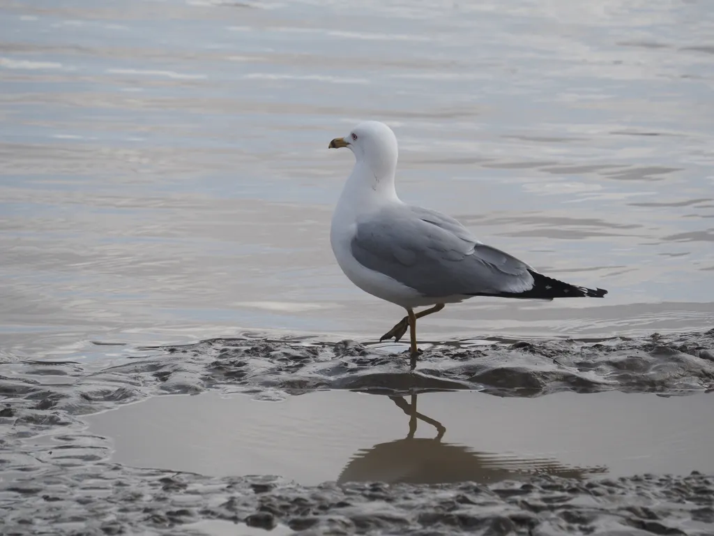 a seagull standing on the shore