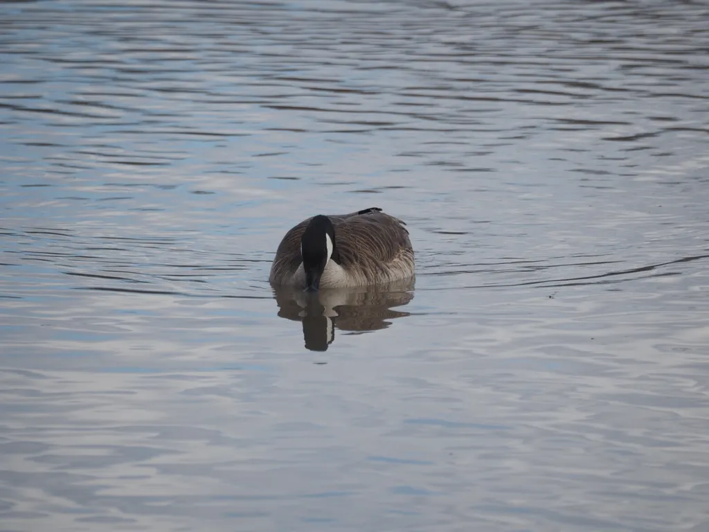 a goose swimming in a river with their beak in the water