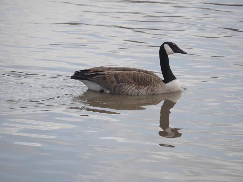 a goose swimming in a river