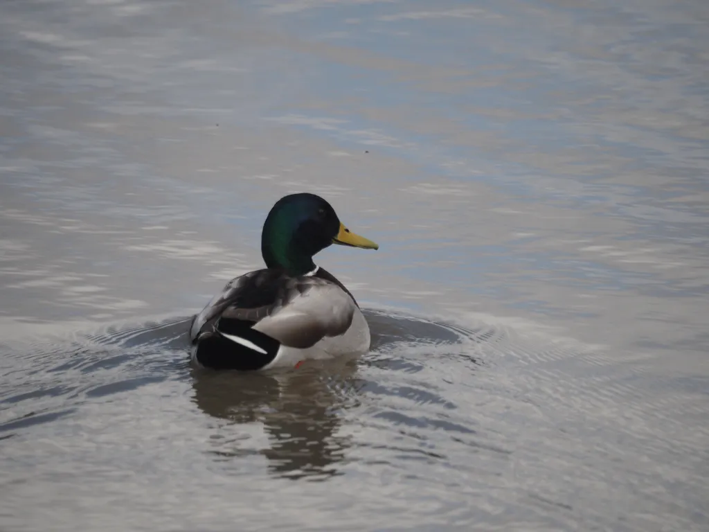 a duck in a river