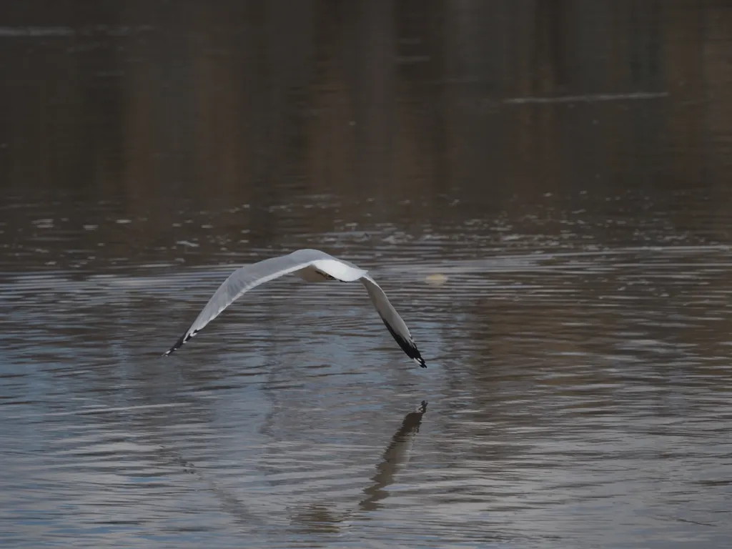 a gull flying low over a river