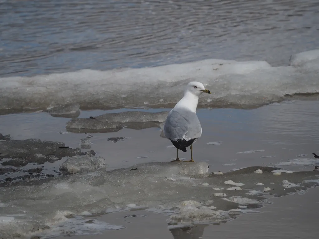 a goose standing on a chunk of ice in the river