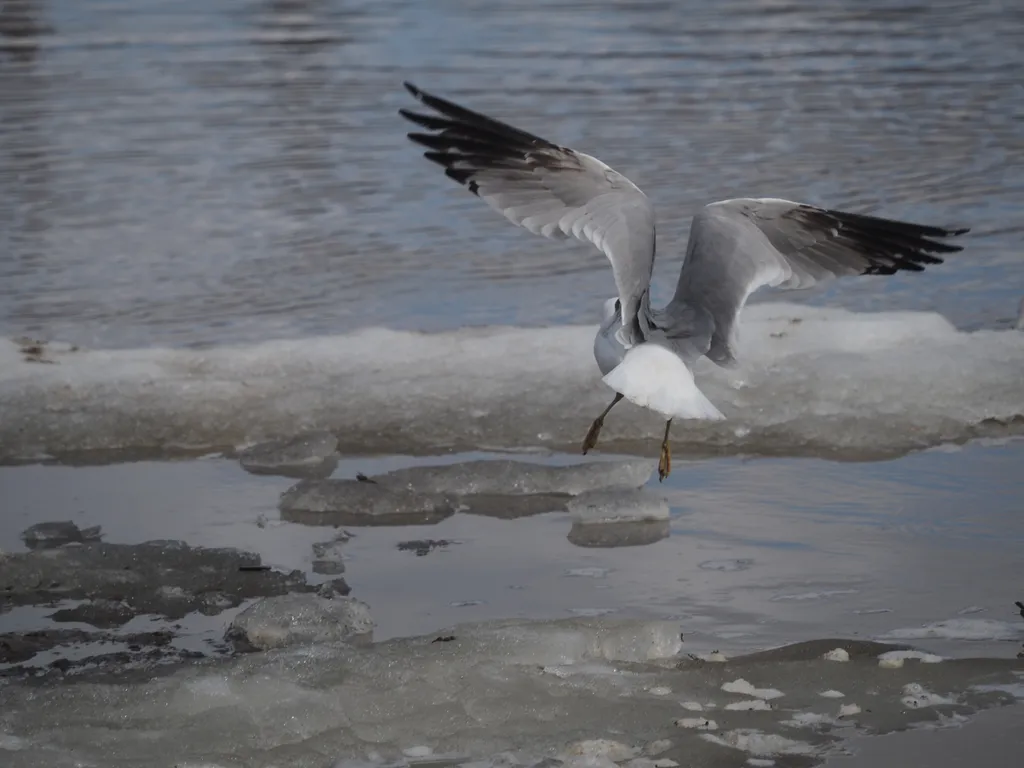 a goose taking off from a chunk of ice in the river