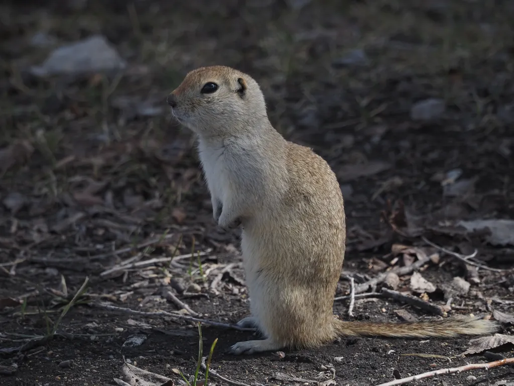 a prairie dog standing on their hind legs