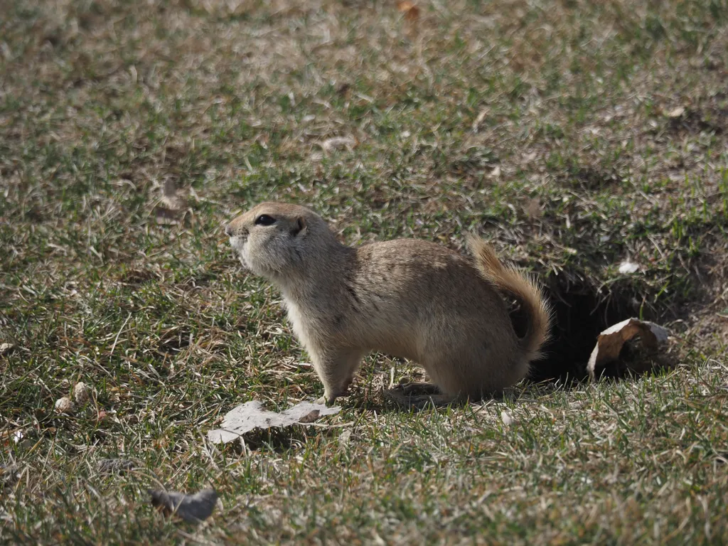 a prairie dog by the edge of a hole