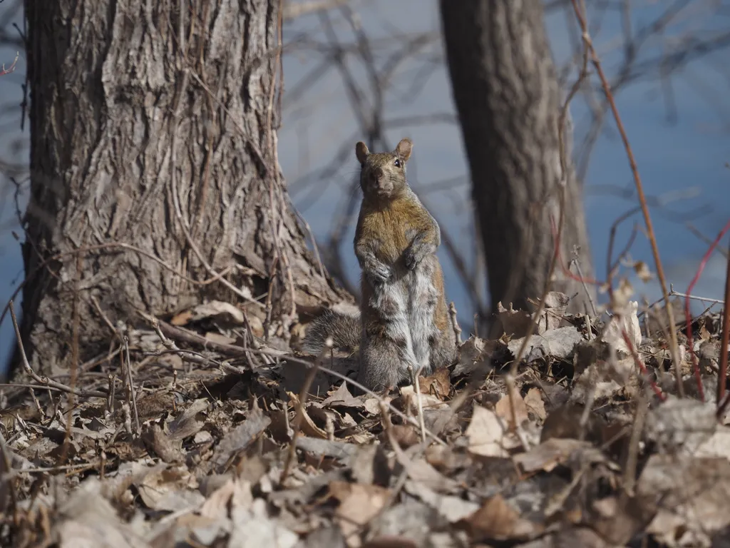 a squirrel standing amongst fallen leaves