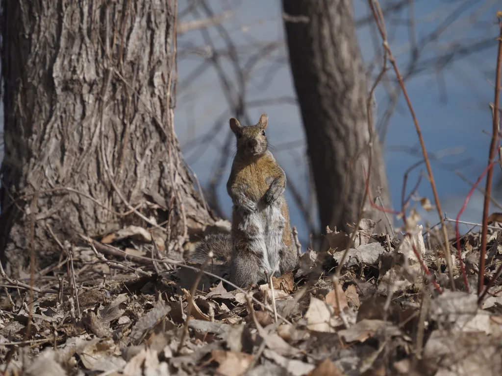 a squirrel standing amongst fallen leaves