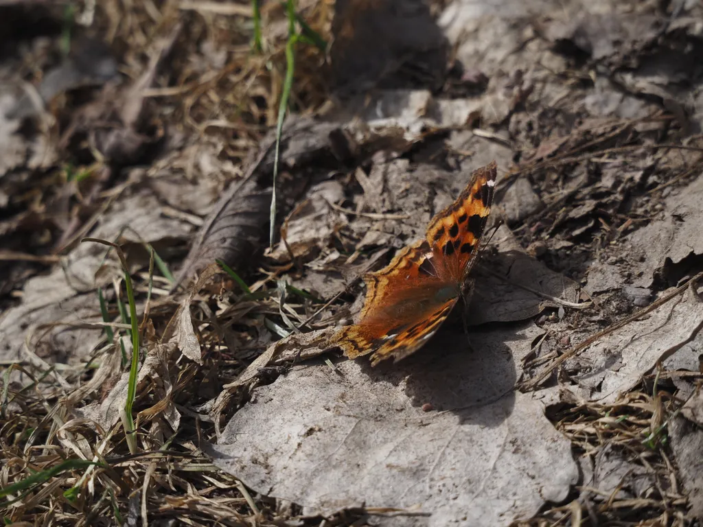 a butterfly spread out on the ground