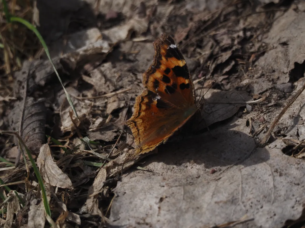 a butterfly spread out on the ground