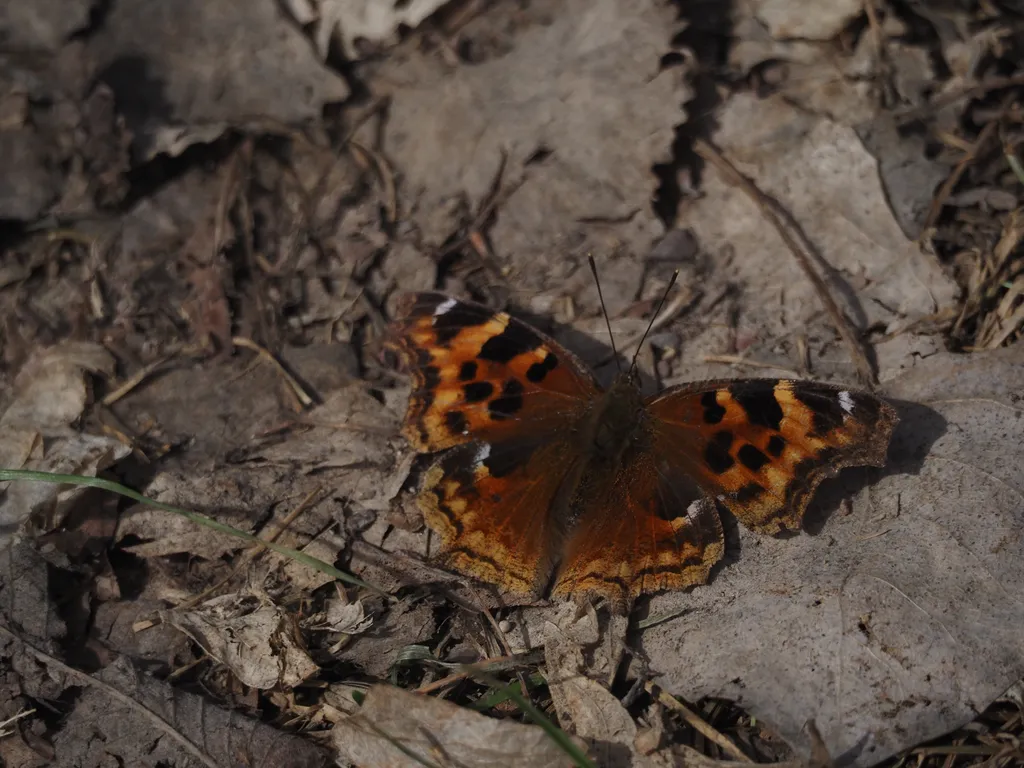 a butterfly spread out on the ground