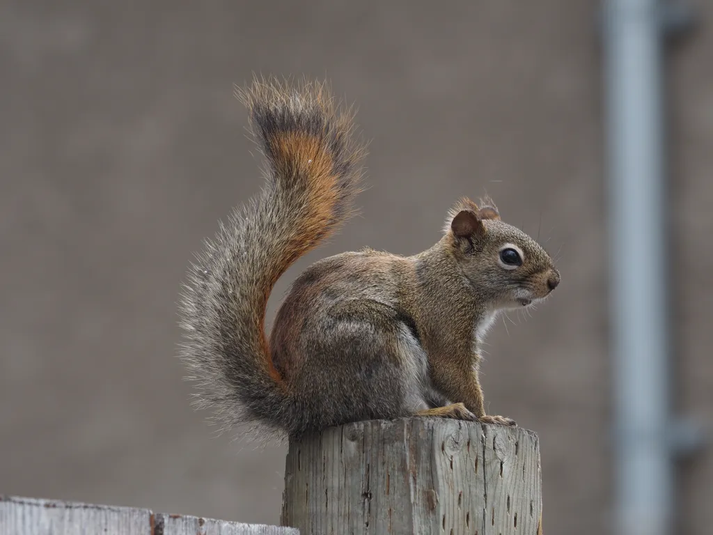 a squirrel on alert on a fence post