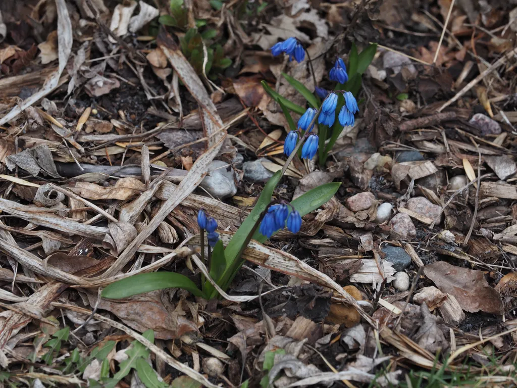 blue flowers getting ready to bloom