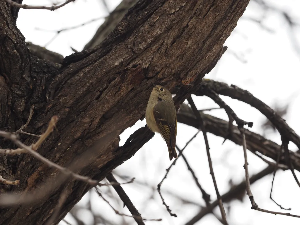 a grey bird with black, white, and yellow on their wings sitting in a tree