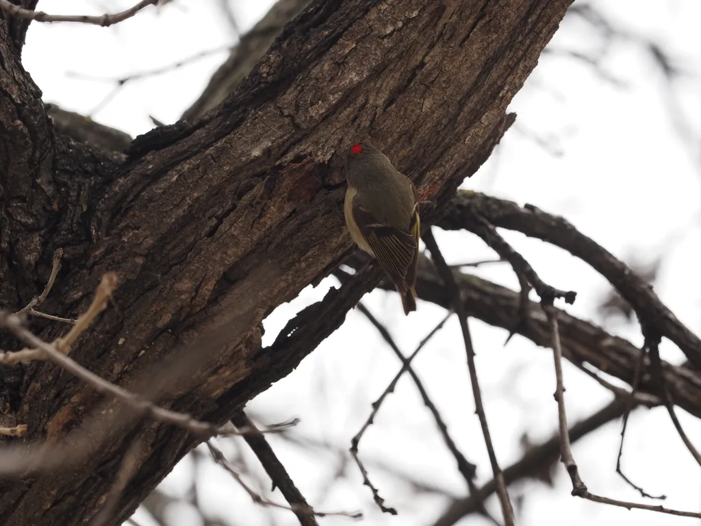 a grey bird with a red spot on their head sitting in a tree