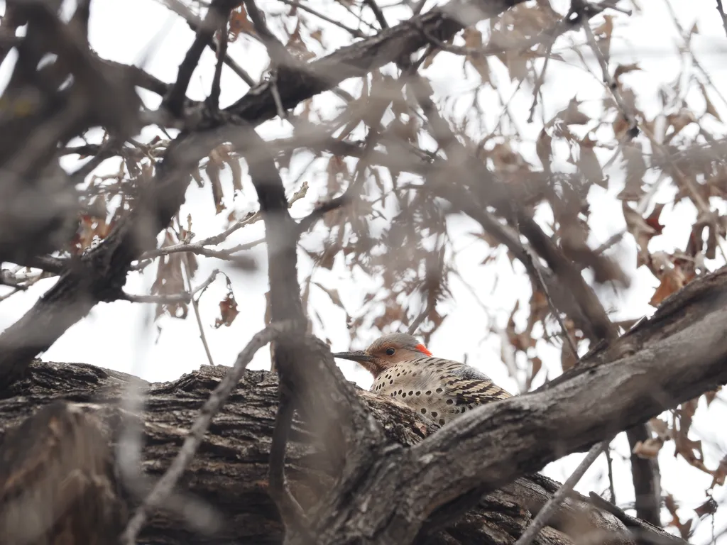 a speckled bird high in a tree